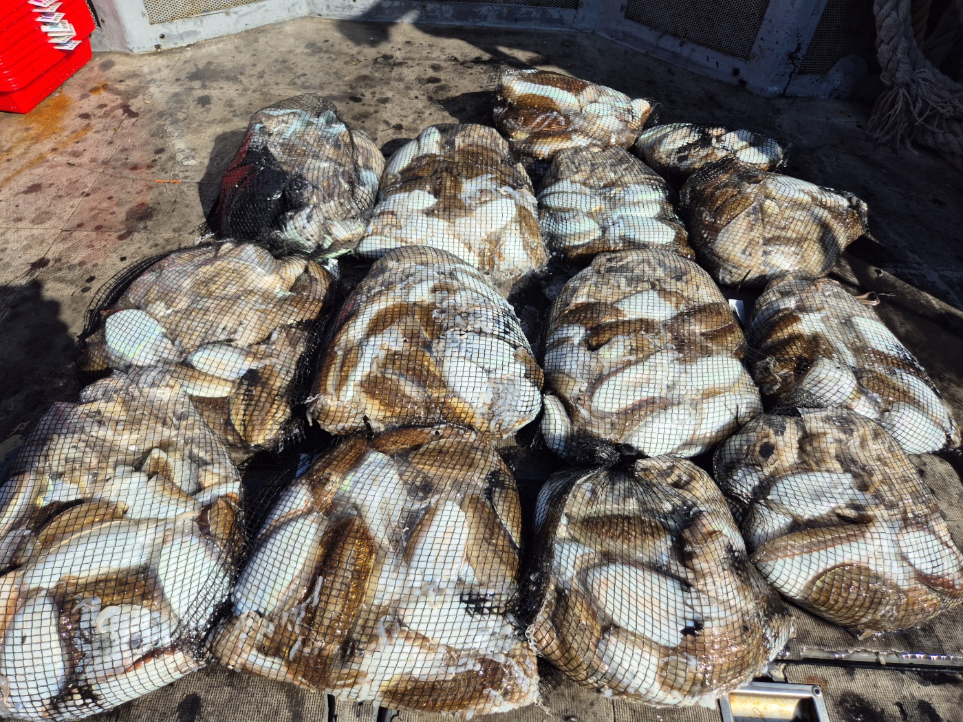 영흥도아라2호  9월 29일 조황