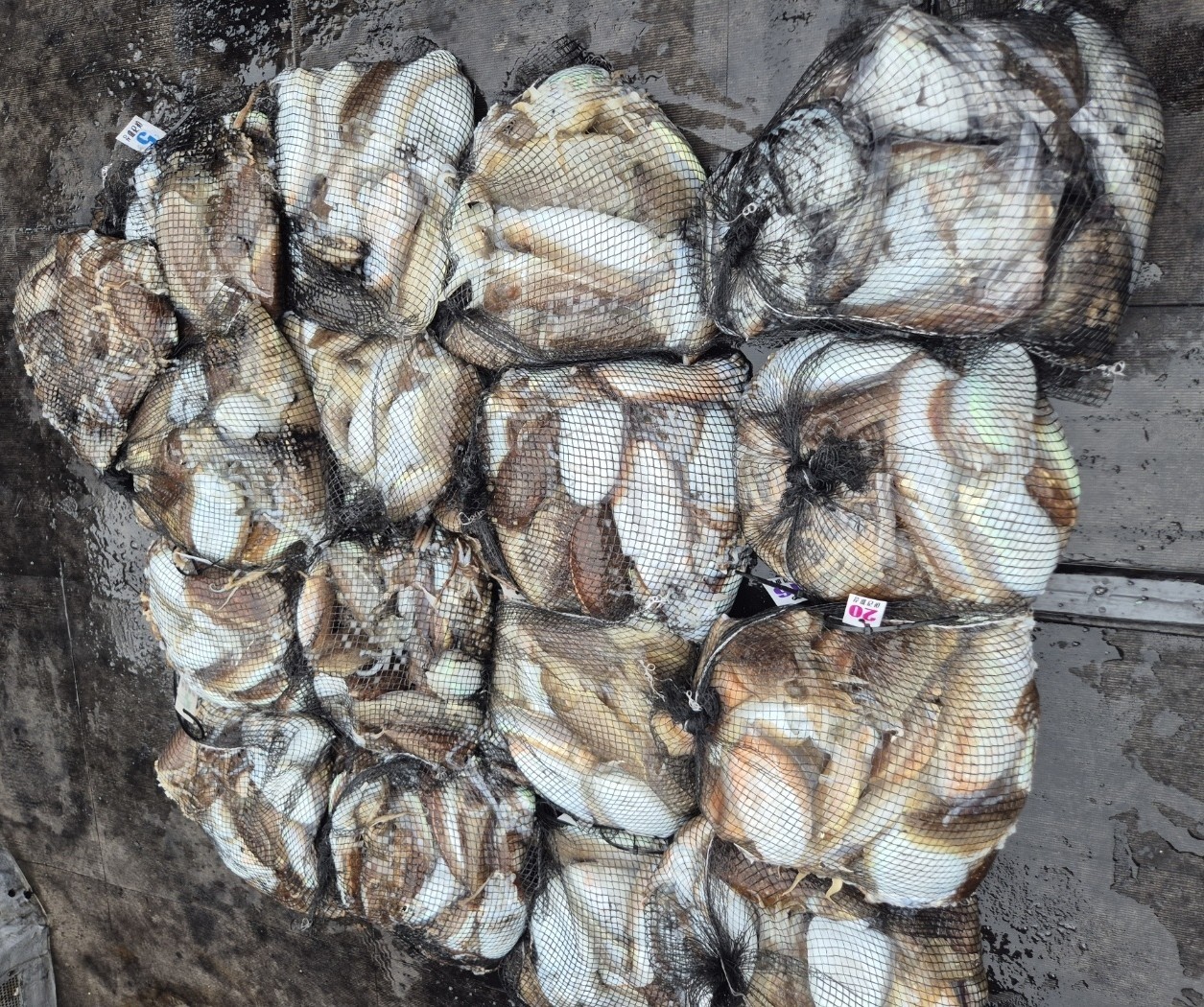 [영흥도아라2호] 10월 31일 조황