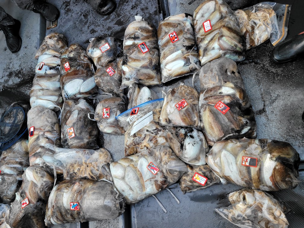 [영흥도아라3호] 10월 30일 조황