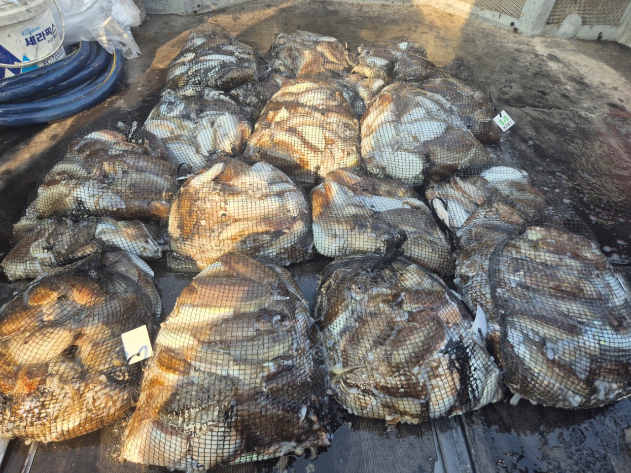 [영흥도아라2호] 10월 28일 조황