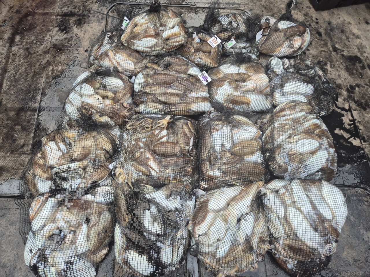 [영흥도아라2호] 10월 14일 조황