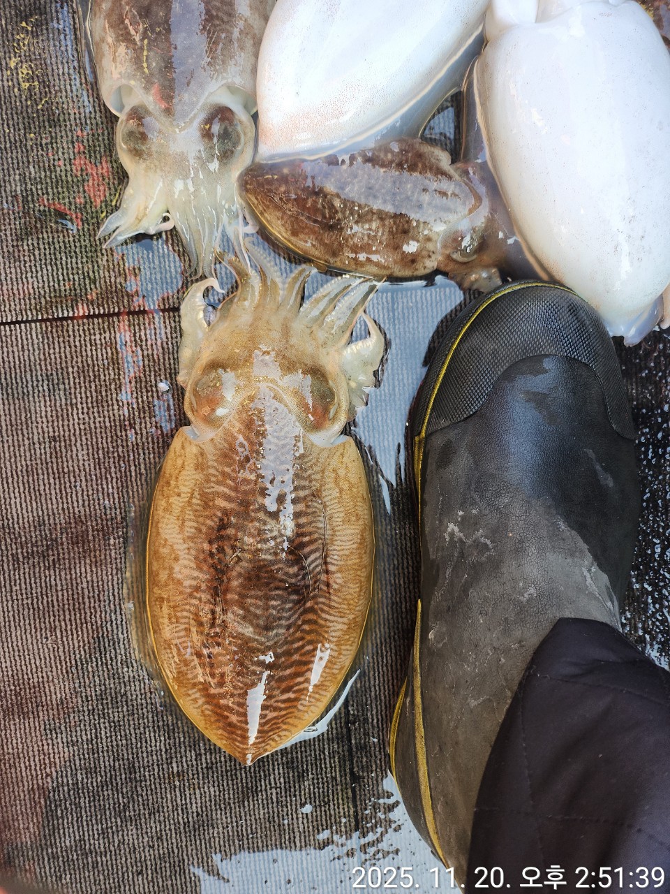 [영흥도아라2호] 11월 20일 조황