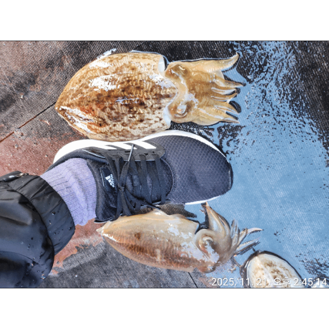 [영흥도아라2호] 11월 21일 조황