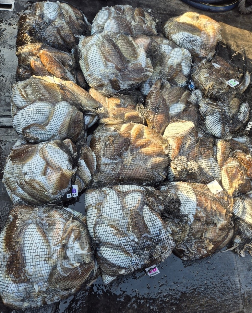 [영흥도아라2호] 11월 12일 조황