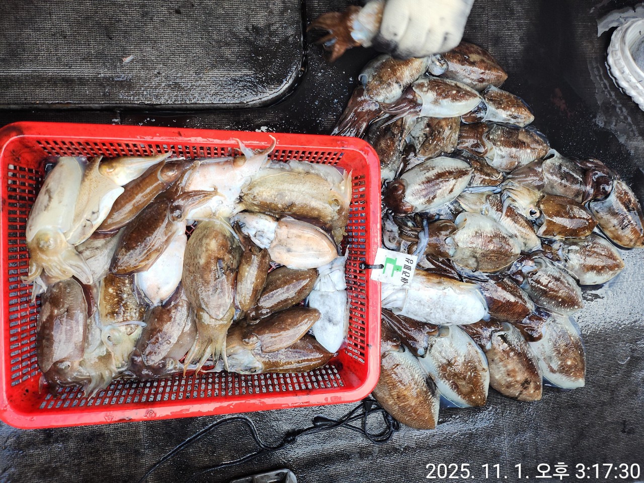 [영흥도아라2호] 11월 1일 조황