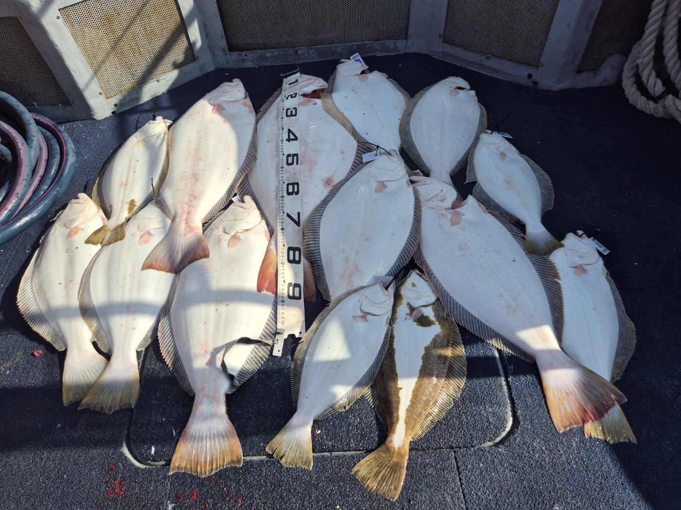 [영흥도아라2호] 4월 26일 조황