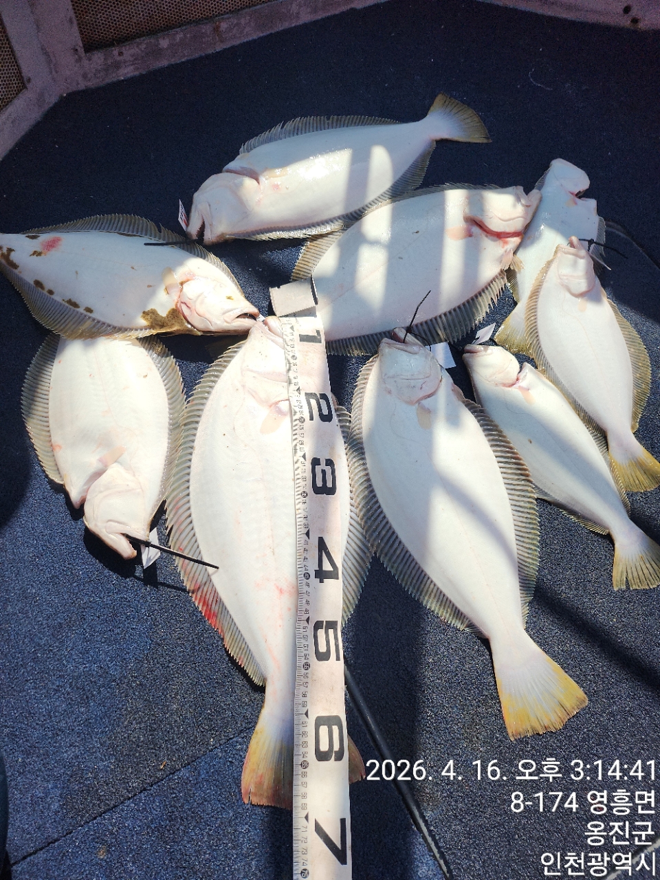 [영흥도아라2호] 4월 16일 조황 (12인출조)