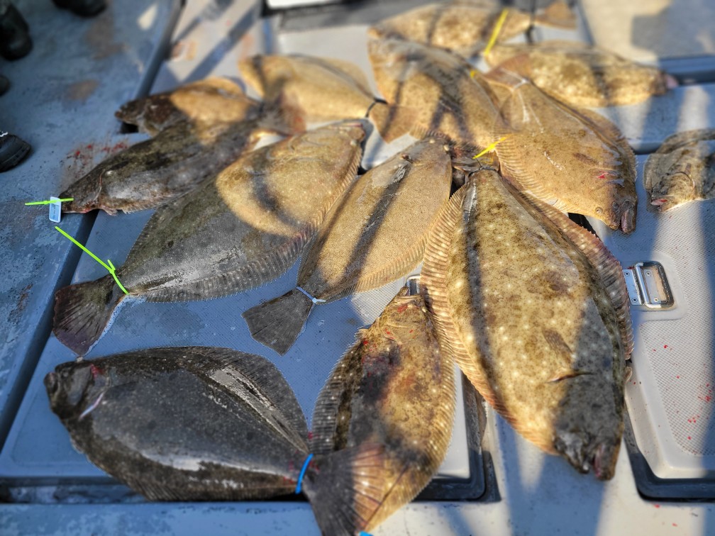 [영흥도아라3호] 4월 26일 조황 11인출조